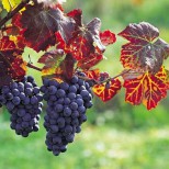 Археологи подошли к разгадке тайны развития виноделия и виноградарства в Арени