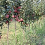 Государство задолжало сельским жителям, задействованным в проекте закладки фруктовых садов, около 69 млн рублей
