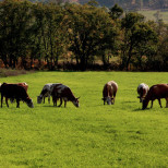 Тимур Эшба: молочное животноводство должно быть под опекой государства